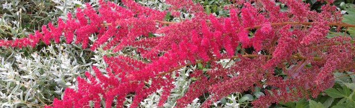 Plantaholica Incurablis Plantaholica Incurablis